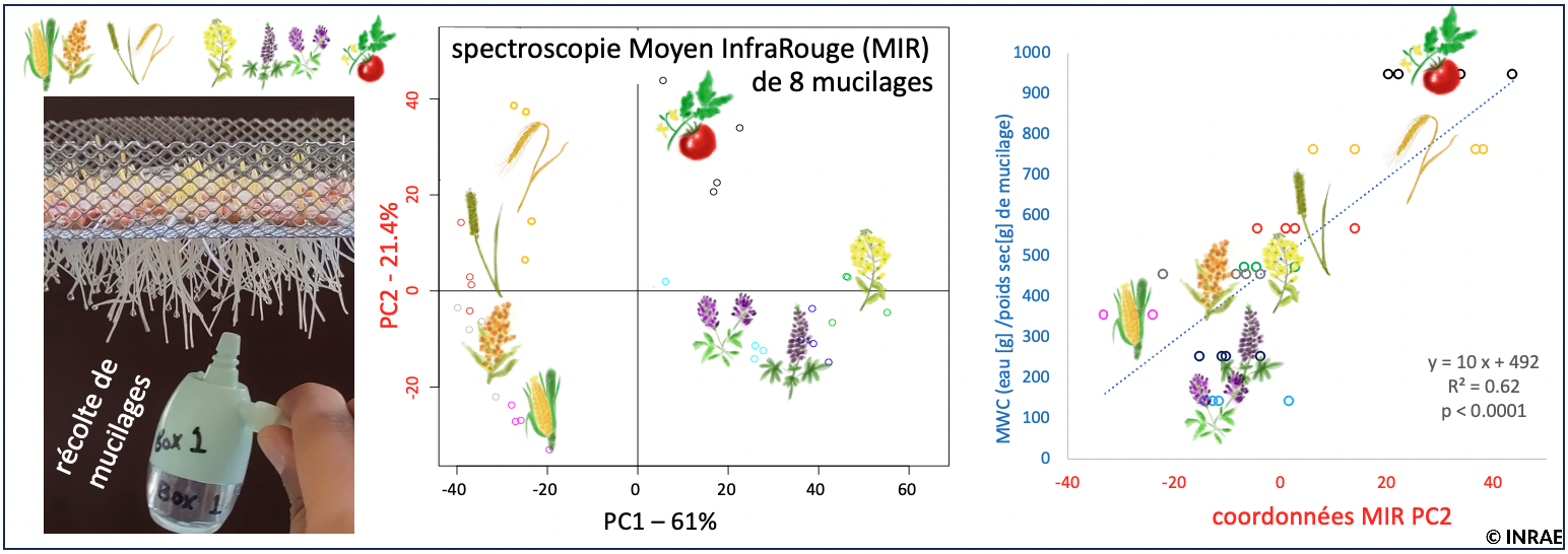 Illustration Fait-Marquant-SWIFT-Mucilage des espèces végétales