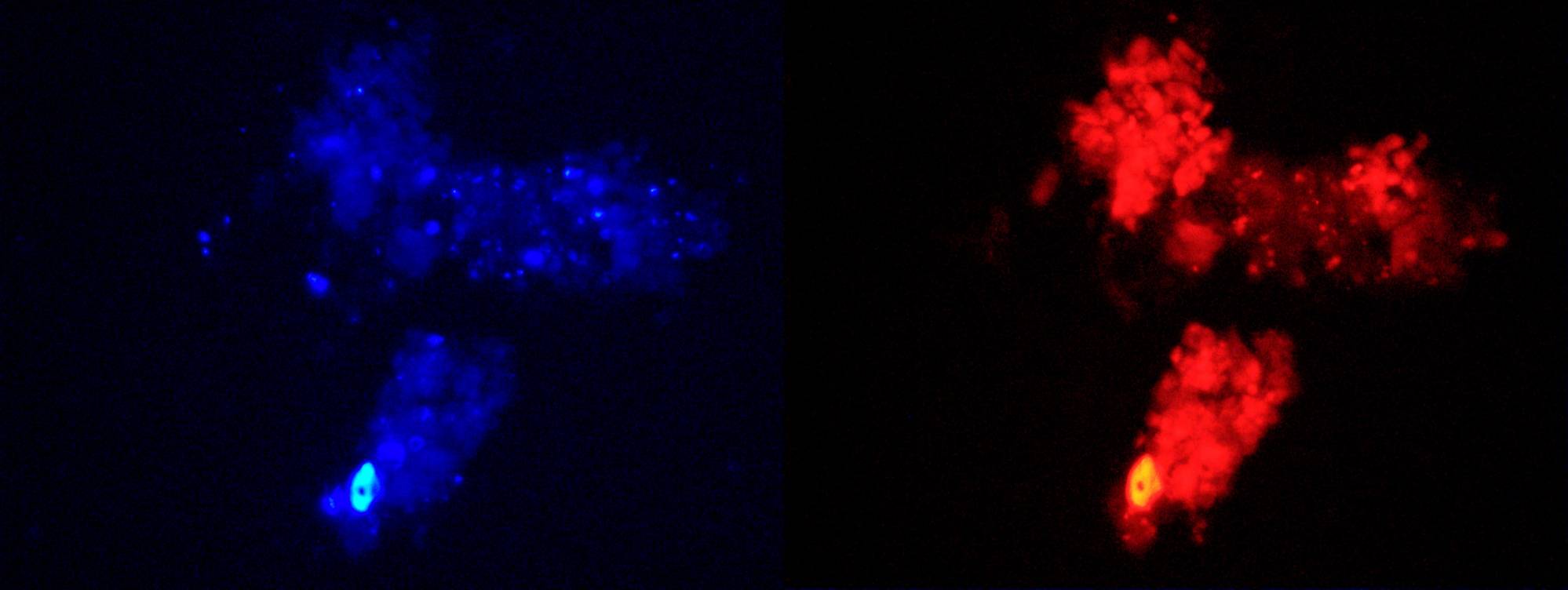 photo de cellules de villosités intestinale de souris cultivées