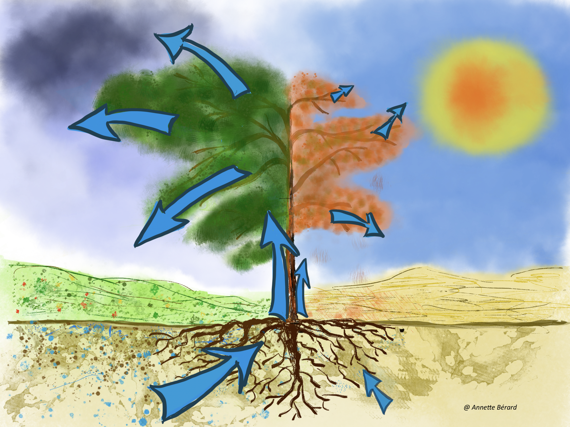 Dessin pour illustrer l'impact du changement climatique sur un arbre