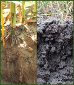 Photos de profil de sol et racines de mais (à gauche) et d'orge (à droite)