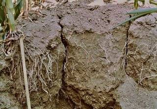 Photo of a soil profile