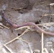 Lumbricus terrestris adulte, une espèce répandue dans les sols européens