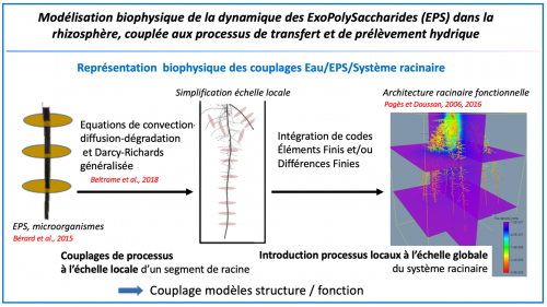 Shéma représentant la modélisation biophysique de la dynamique des ExoPolySaccharides