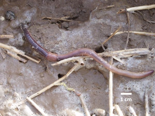 Lumbricus terrestris adulte, une espèce répandue dans les sols européens