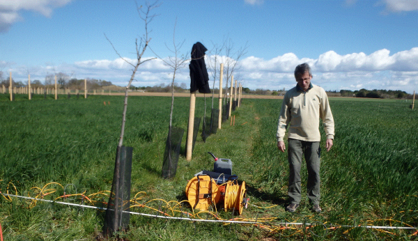 Photo de mesures de tomographie électrique sur le dispositif expérimental Agroforestier DIAMs, géré par l’UMR Eco&Sol,mars 2020